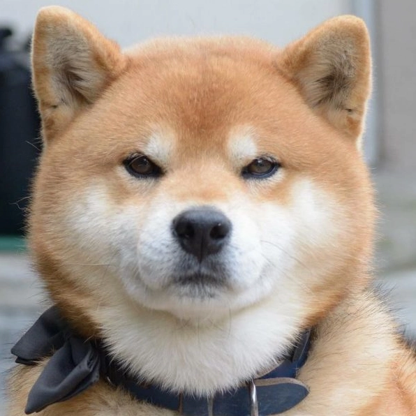 Hình ảnh chó Shiba cute siêu cấp vũ trụ