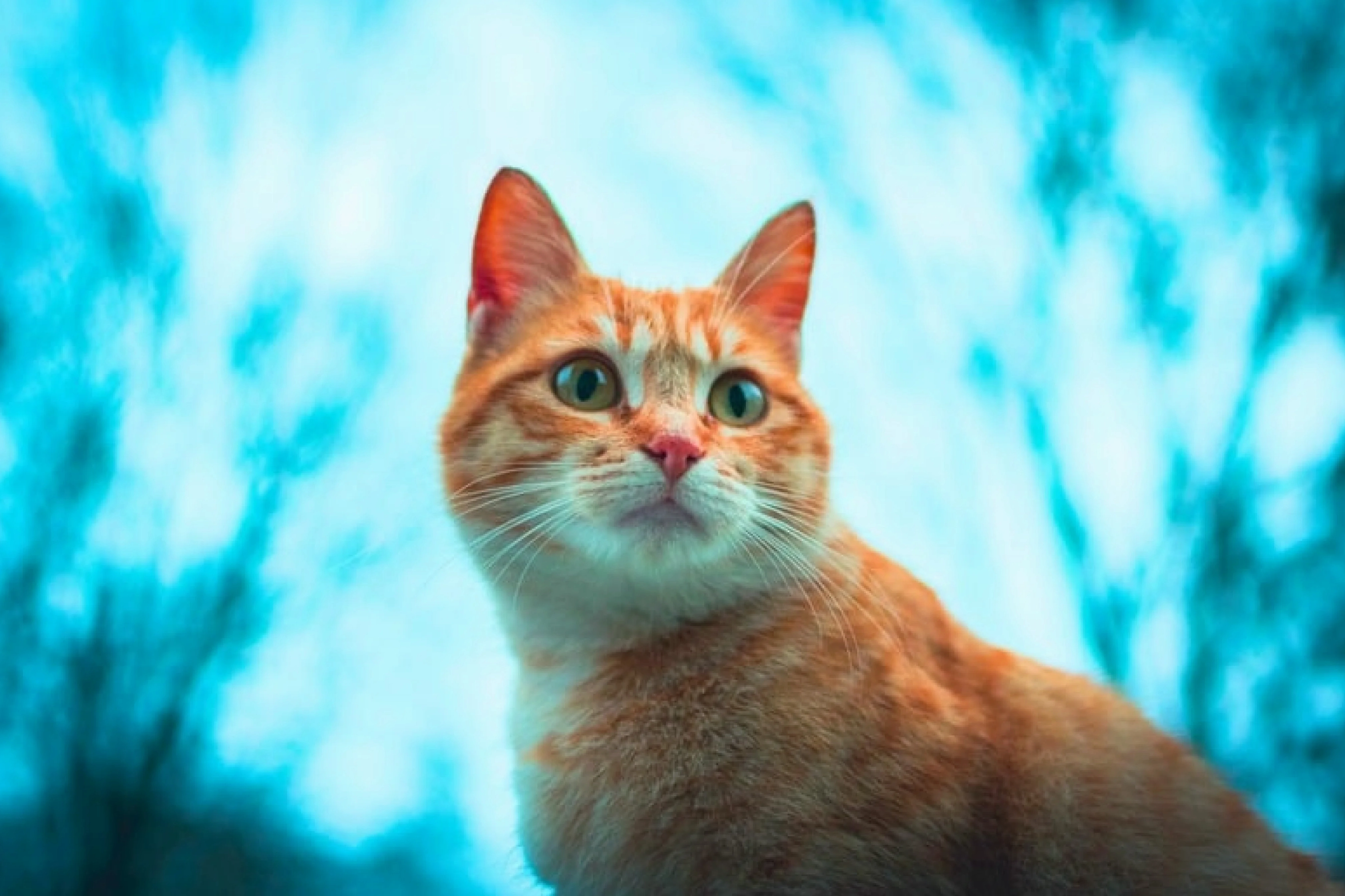 Hình ảnh chú cưng siêu đáng yêu phong cách anime