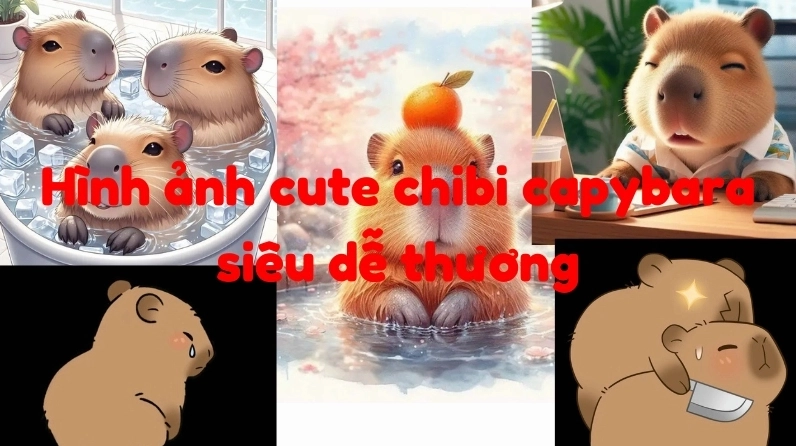 Hình ảnh cute chibi capybara là gì thắc mắc dễ thương