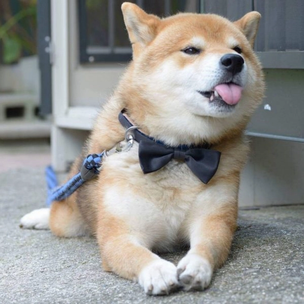 Hình Nền chó Shiba Cute lạc lối