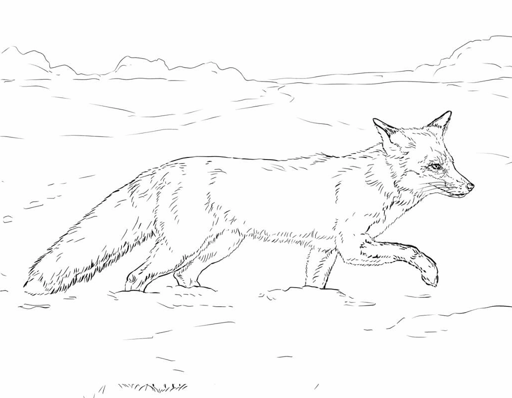 Hình tranh tô màu con cáo trên tuyết lạnh giá