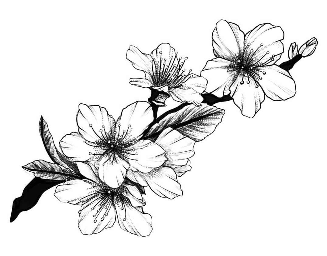 Hình vẽ hoa mai cho bé tập tô