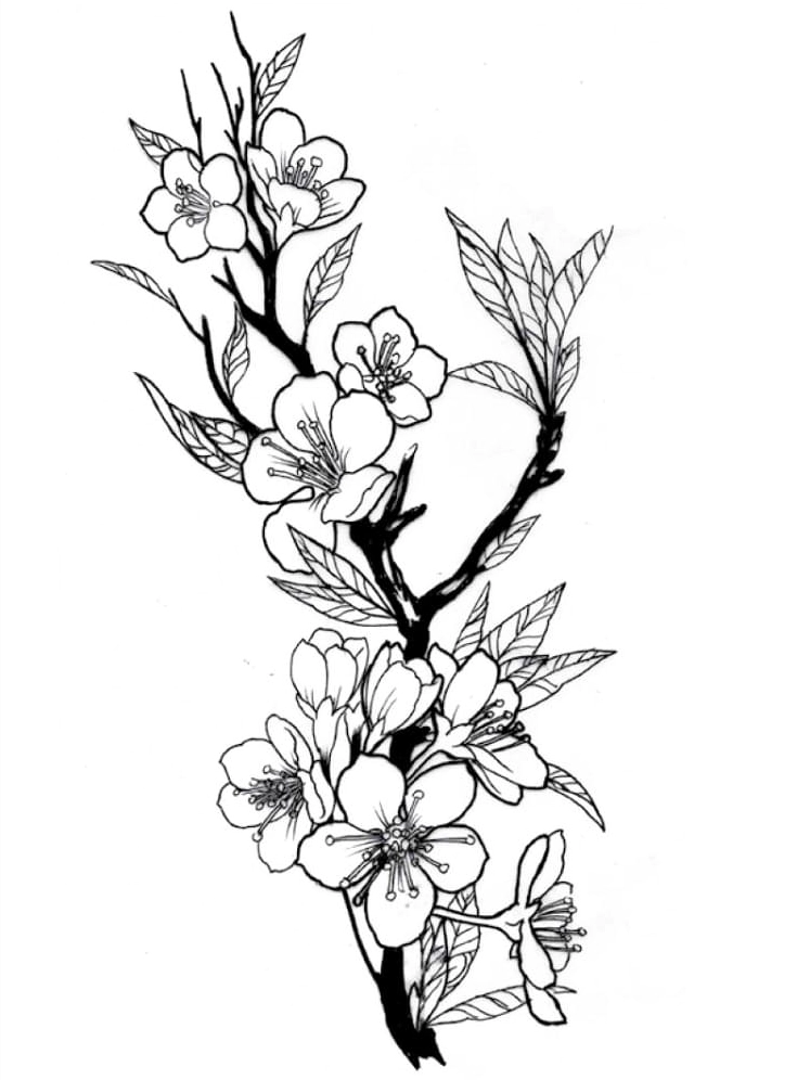 Hoa mai vàng tô màu tuyệt đẹp