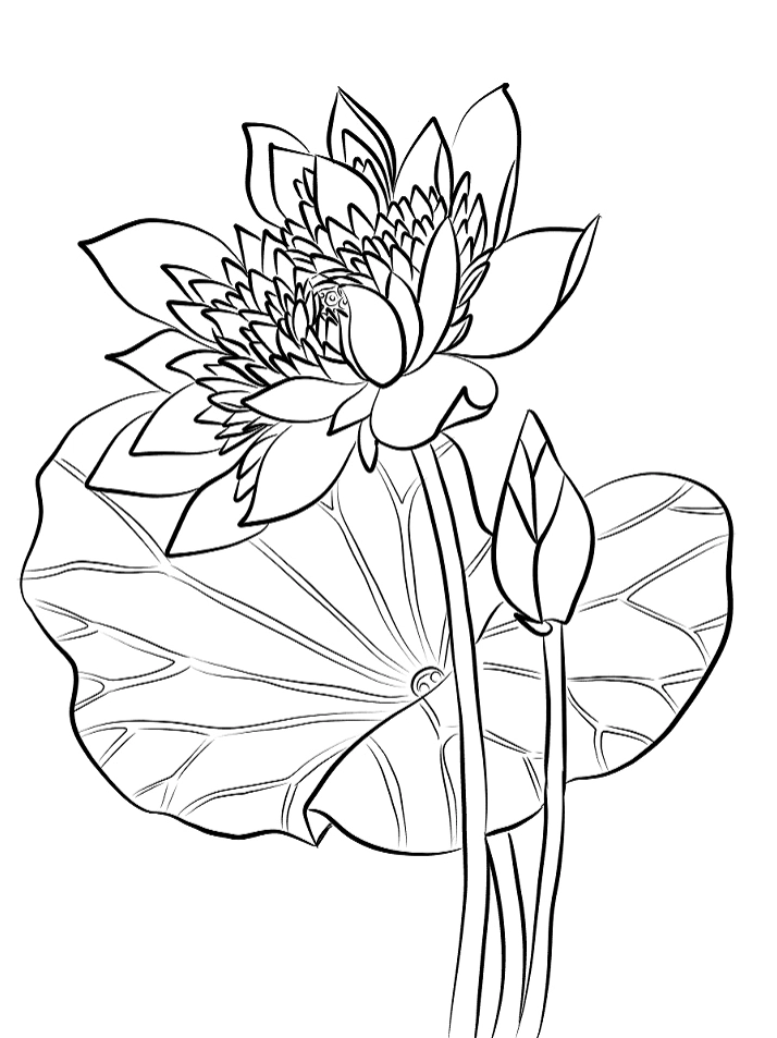 Hoa sen linh thiêng trong tranh tô màu nghệ thuật