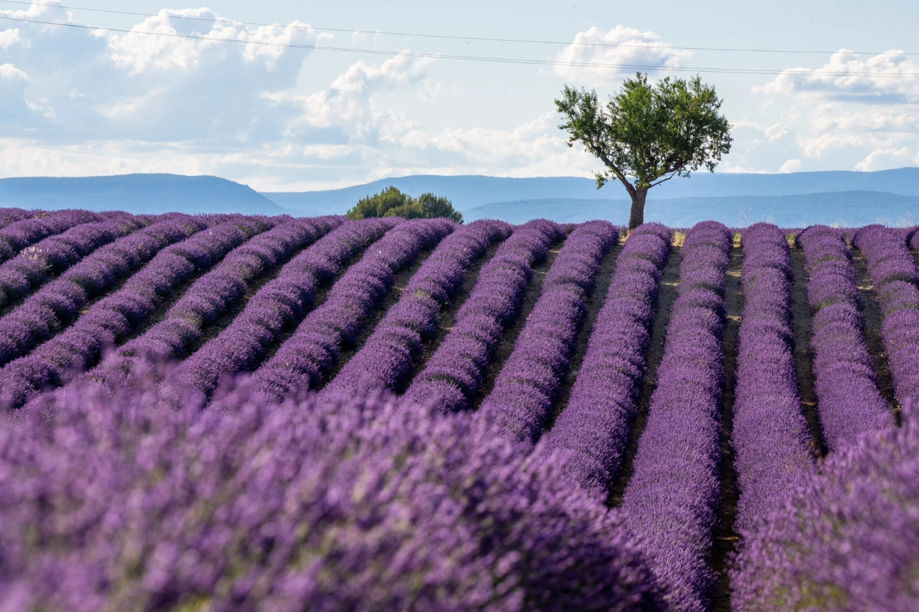 Khung cảnh đầy hoa cỏ quanh chân tháp