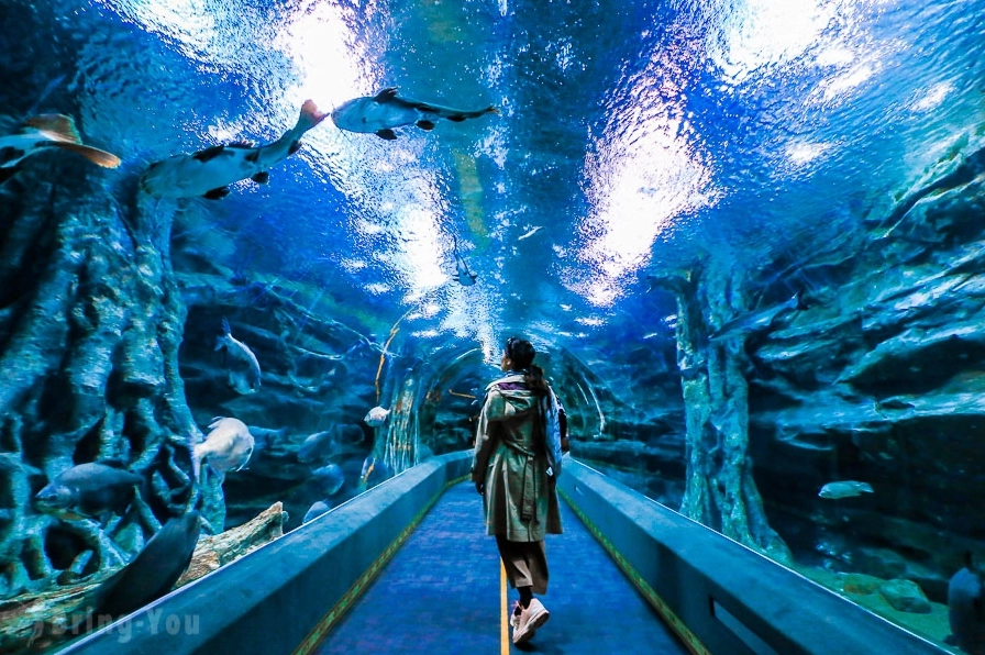 Khung cảnh huyền bí dưới đáy đại dương tại thủy cung Lotte World Aquarium