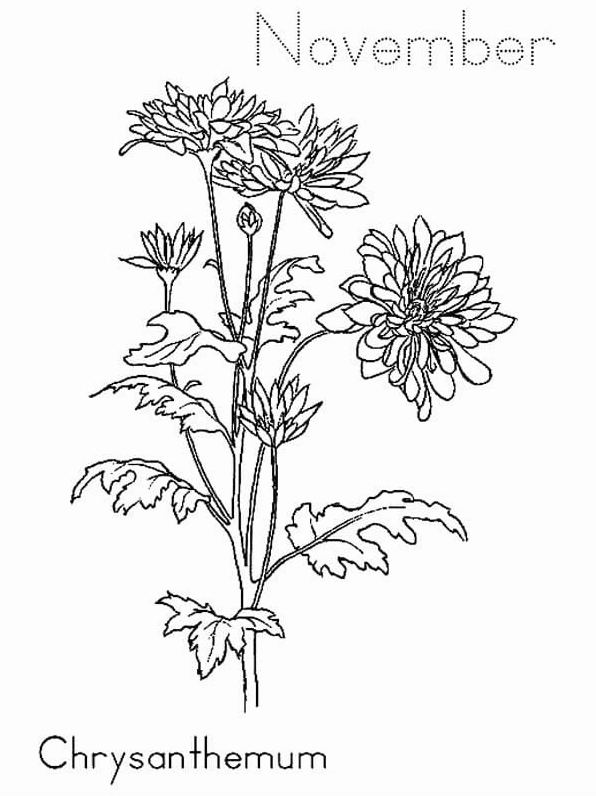 Một cây hoa cúc nhiều bông thật rực rỡ