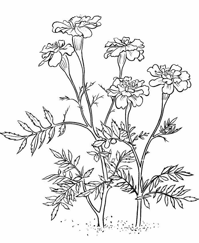 Những bông hoa cúc vạn thọ rực rỡ sắc màu