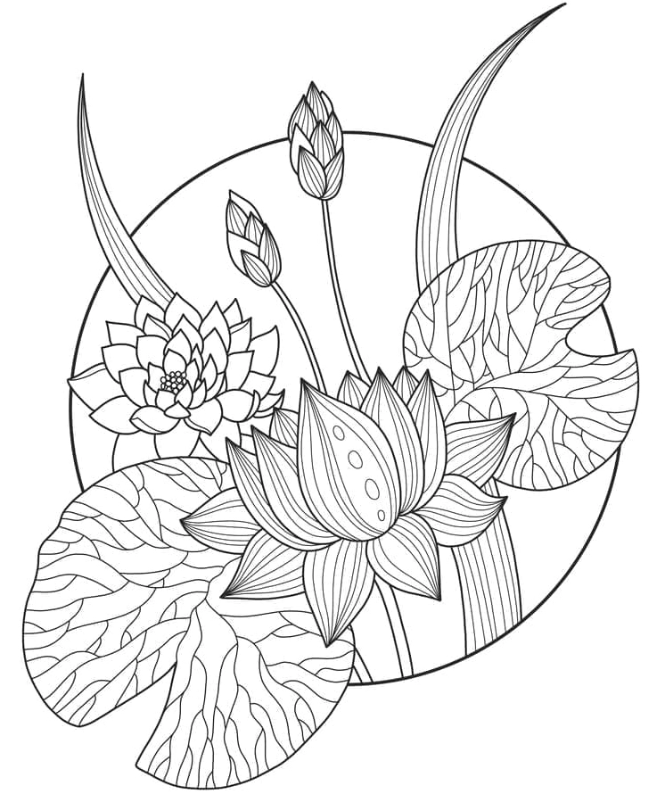 Những bông hoa sen đẹp lung linh trong tranh tô màu