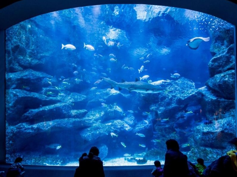 Trải nghiệm tham quan thủy cung kỳ bí tại Tokyo Skytree