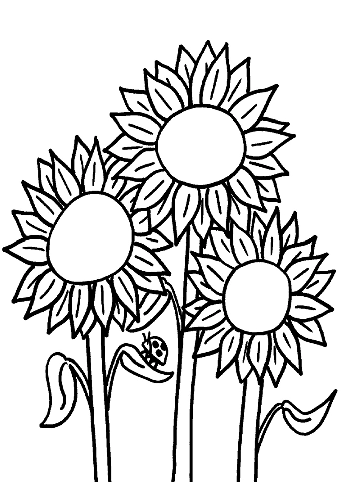 tranh tô màu 3 cành hoa hướng dương