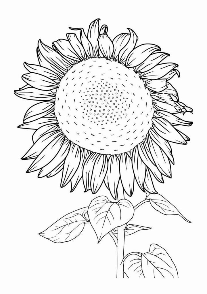 tranh tô màu bông hoa hướng dương lớn