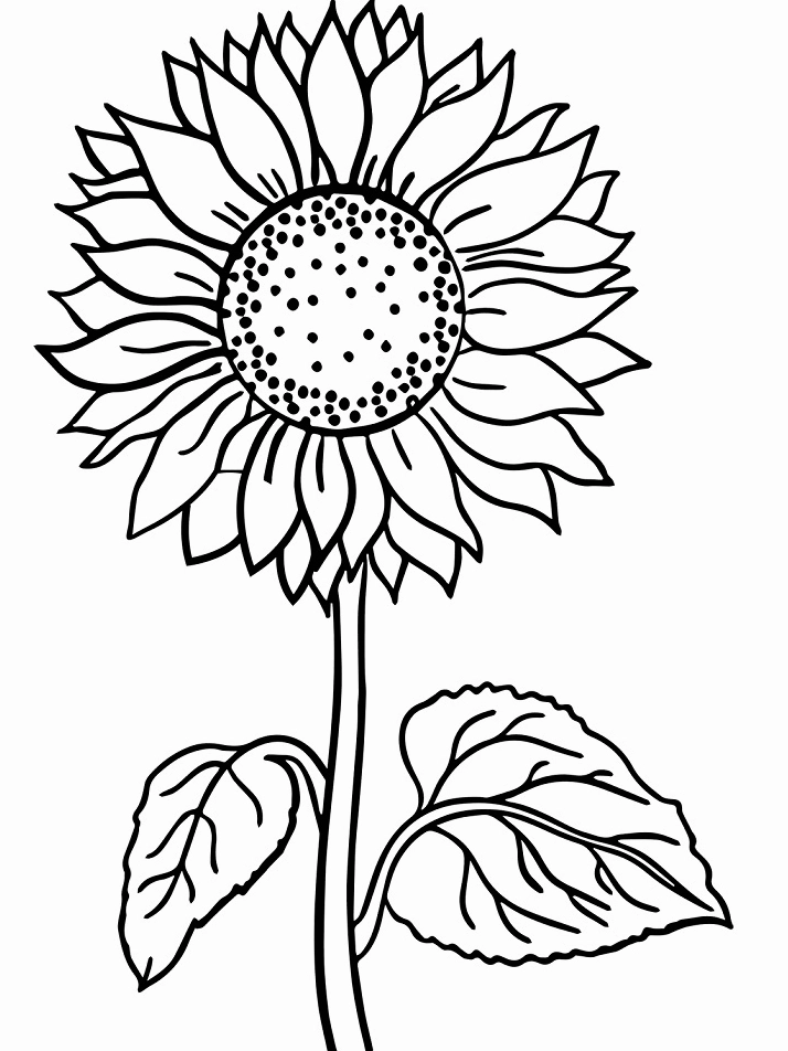 tranh tô màu cành hoa hướng dương
