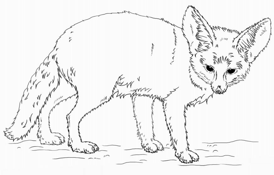 Tranh tô màu cáo Fennec với đôi tai to khổng lồ