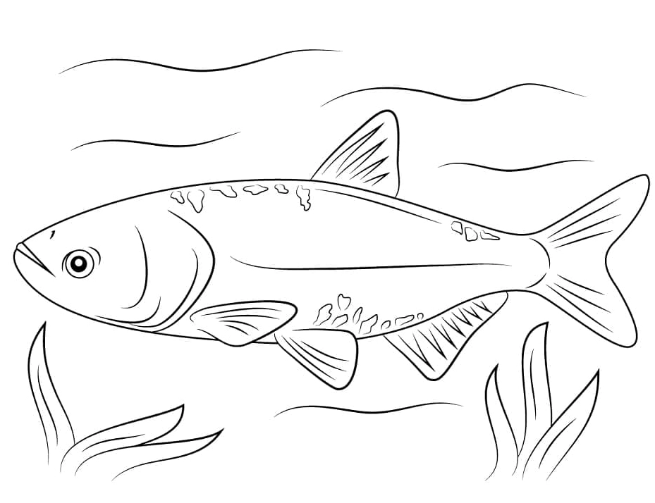 Tranh tô màu chú cá chép đang bơi lượn mềm mại