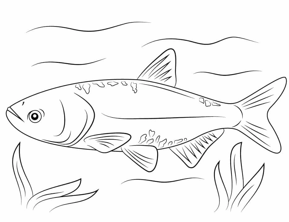 Tranh tô màu con cá chép bơi lội tung tăng