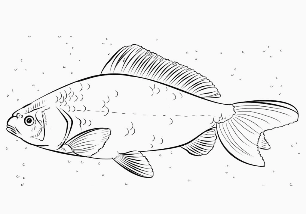 Tranh tô màu con cá chép đang bơi lội