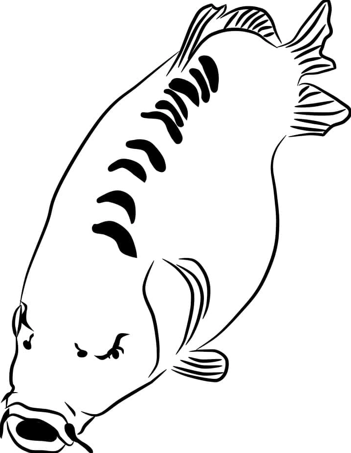 Tranh tô màu con cá chép đơn giản cho bé mới tập tô