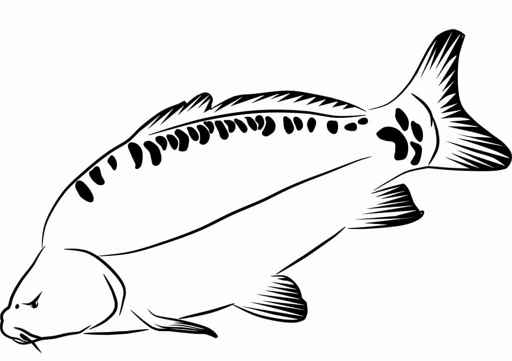 Tranh tô màu con cá chép lớn đang bơi tung tăng dưới nước