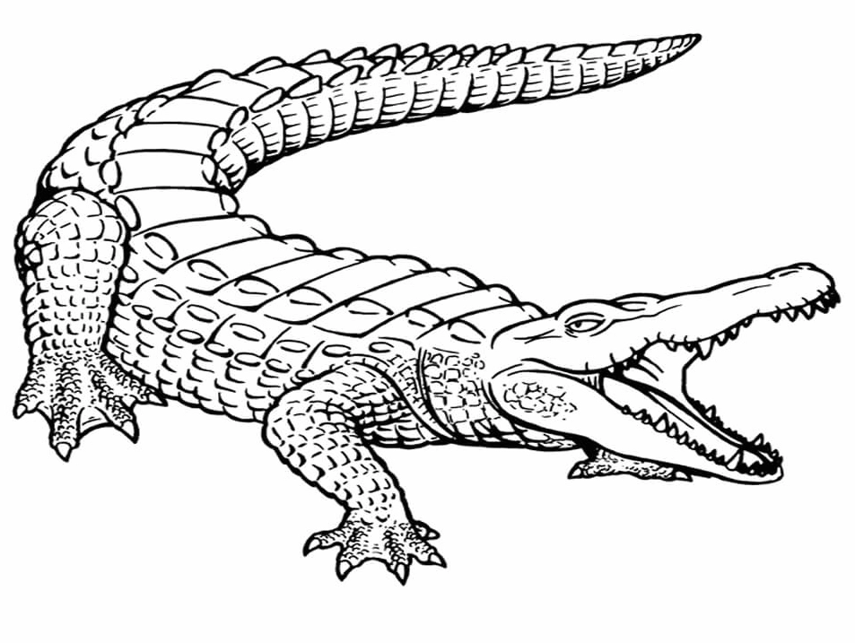 Tranh tô màu con cá sấu hoang dã dũng mãnh