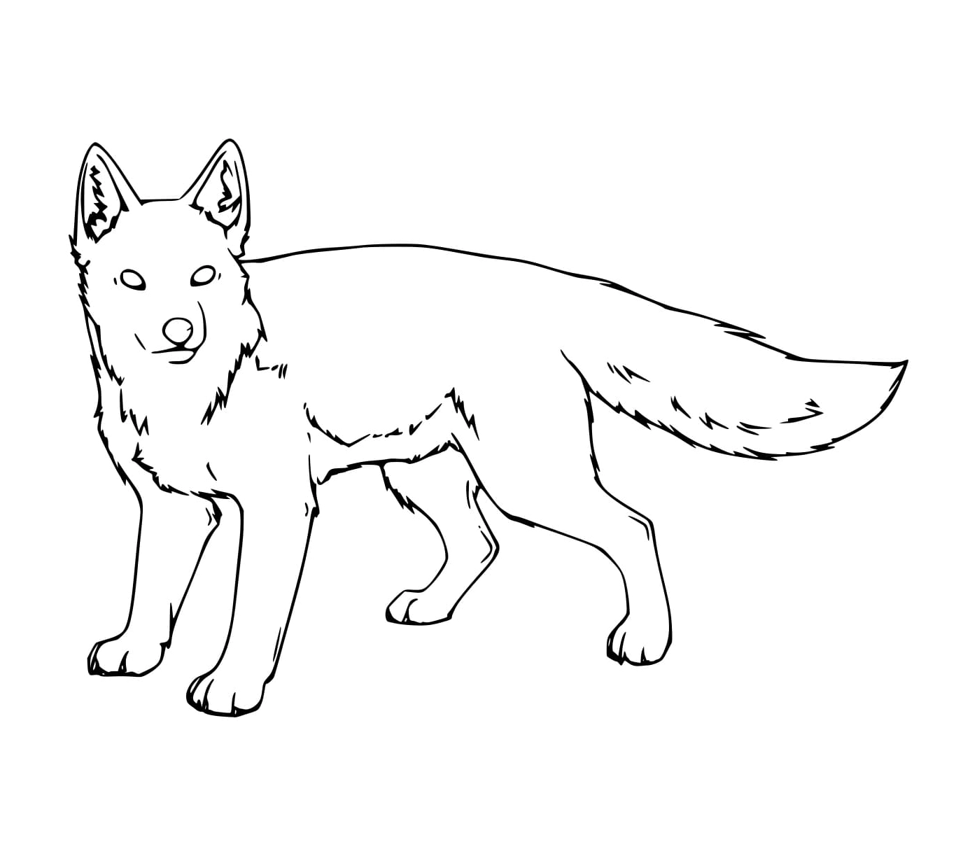 Tranh tô màu con cáo Culpeo hoang dã
