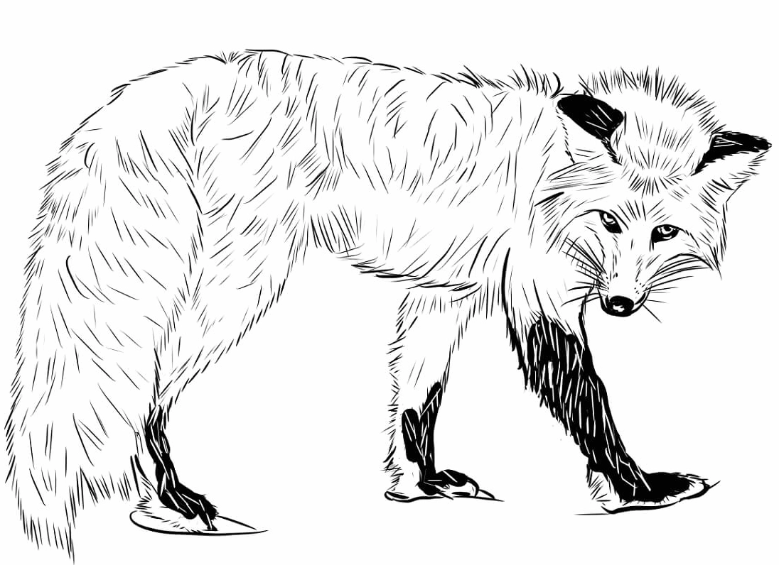 Tranh tô màu con cáo hoang dũng mãnh