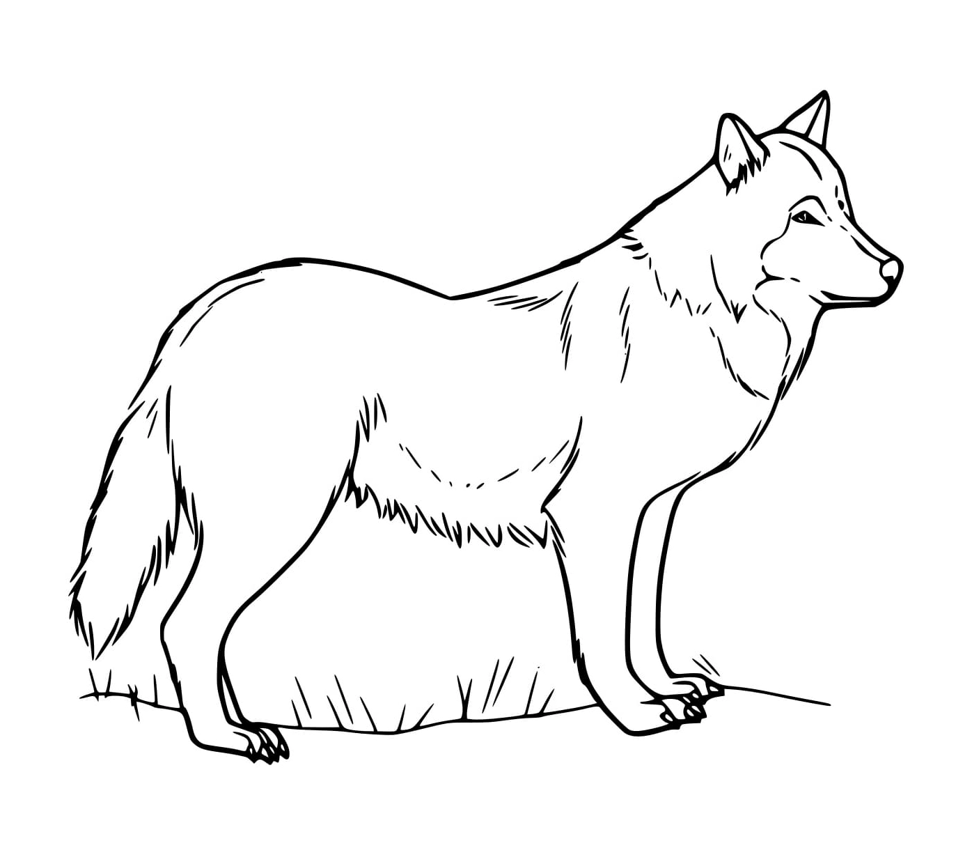 Tranh tô màu con cáo khỏe mạnh đang đứng