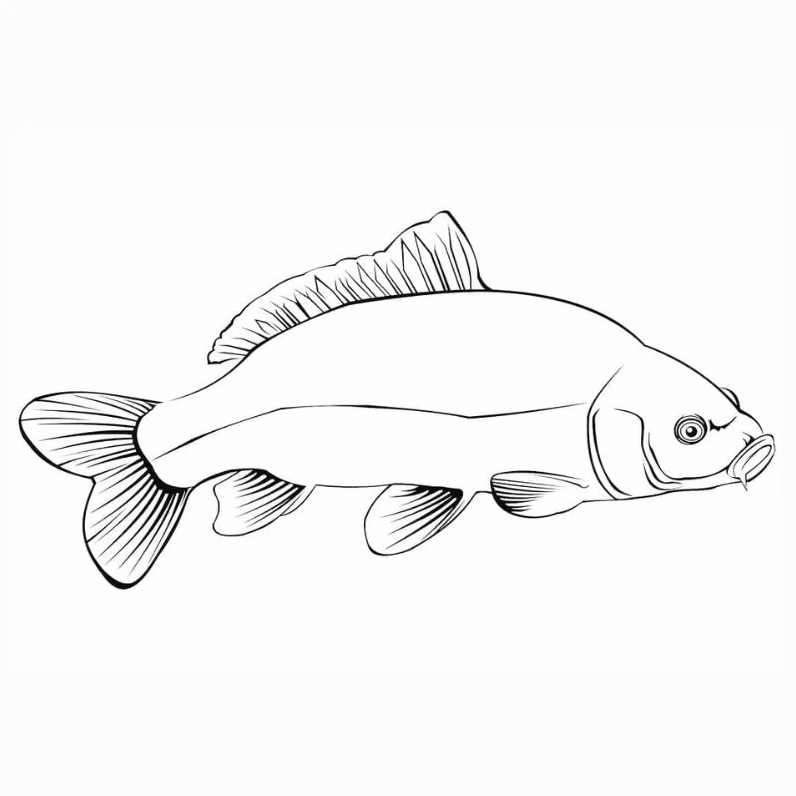 Tranh tô màu hai chú cá chép bơi cùng nhau