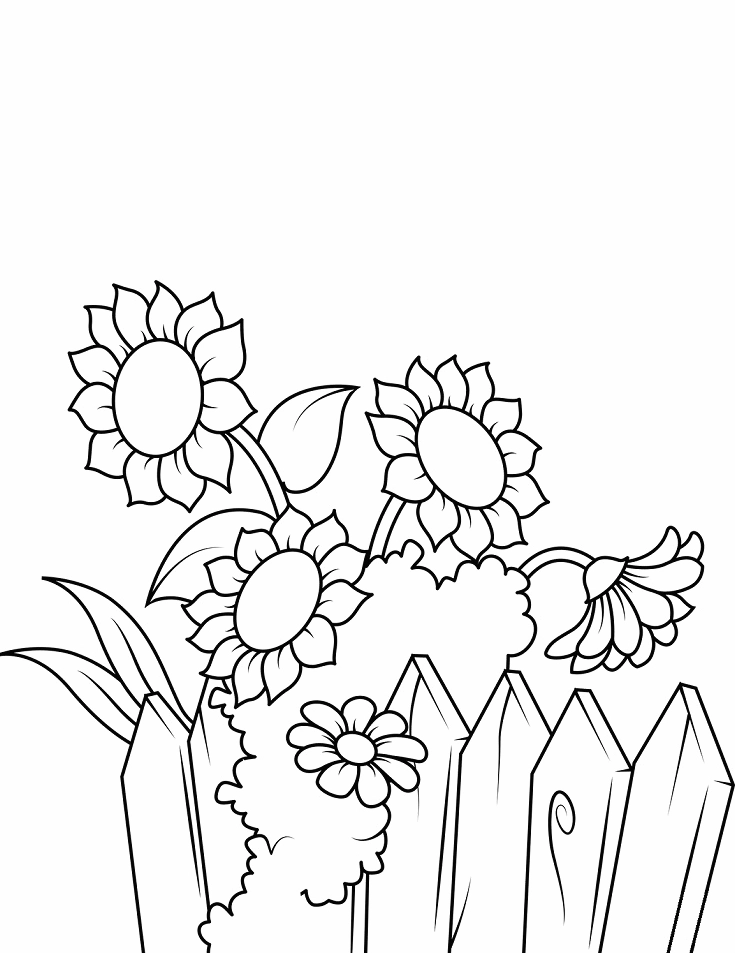 tranh tô màu hoa hướng dương bên hàng rào