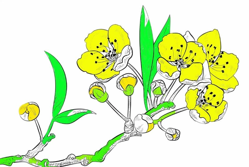 Tranh tô màu hoa mai rực rỡ