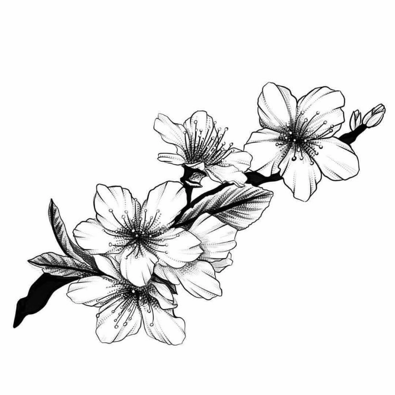 Tranh tô màu hoa mai tuyệt đẹp