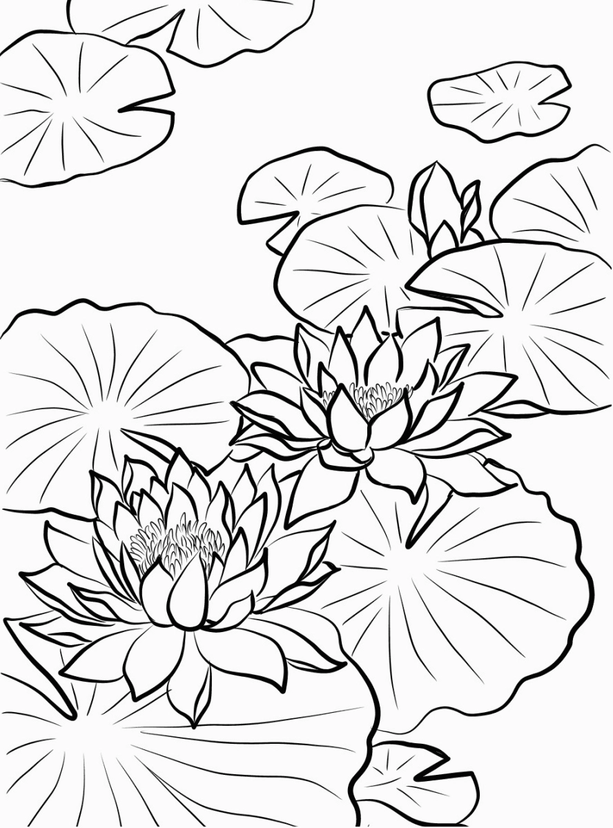 Tranh tô màu hoa sen nở rộ khoe sắc