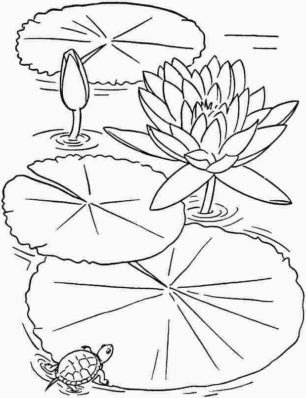 Tranh tô màu hoa sen và rùa ngộ nghĩnh
