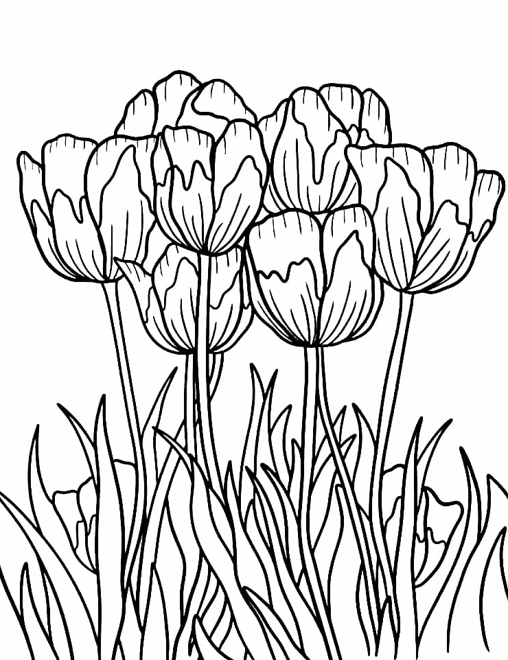 Tranh tô màu khóm hoa tulip đẹp mắt