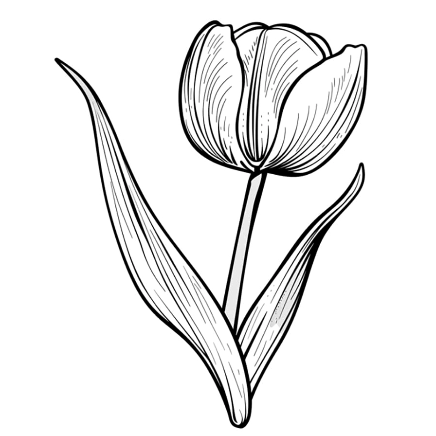 Tranh vẽ bông hoa tulip đẹp kích thước lớn