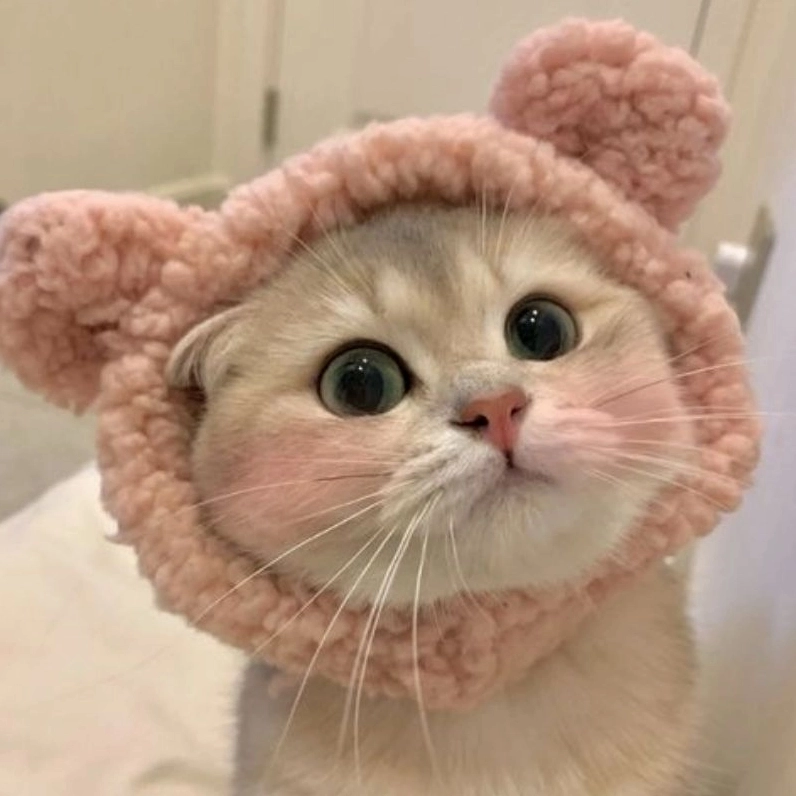 Tuyển chọn ảnh con mèo cute chibi cực xinh