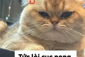 Cười nghiêng ngả với loạt cay meme cực bá đạo và chất