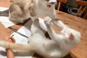 Loạt đánh meme cực hài hước khiến dân mạng cười ngất