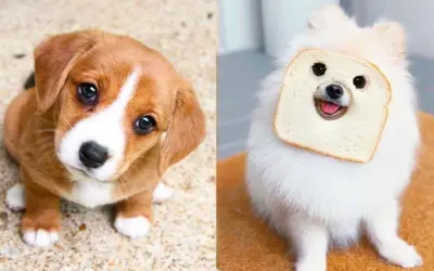 Avatar chó cute ngộ nghĩnh, siêu đáng yêu cho Facebook
