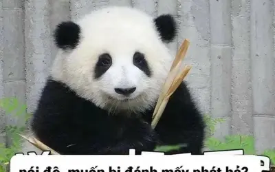 Bộ sưu tập ảnh meme chế hài hước khiến bạn bật cười