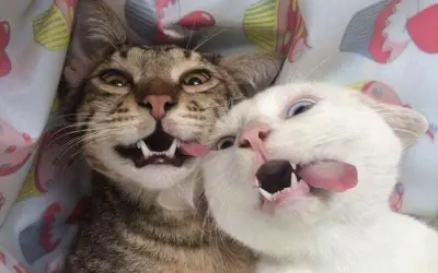 Tuyển chọn ảnh meme con mèo hài hước hot trend đang viral