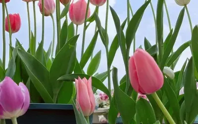 Ảnh avatar hoa tulip tượng trưng cho niềm vui và hy vọng