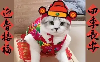 Bộ sưu tập avatar tết meme vui nhộn đón năm mới rộn ràng