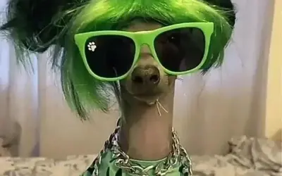 Avt meme độc lạ giúp bạn thể hiện cá tính siêu hài hước