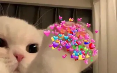 Bắn tim meme dễ thương giúp ngày mới tràn đầy năng lượng