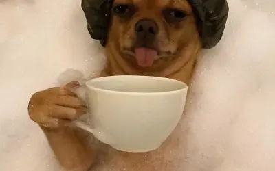Cười ngất với những Chihuahua meme biểu cảm siêu lầy lội