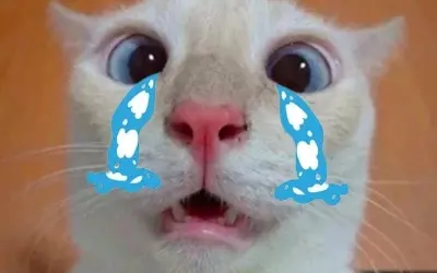 Bộ sưu tập crying cat meme khiến ai xem cũng phải bật cười