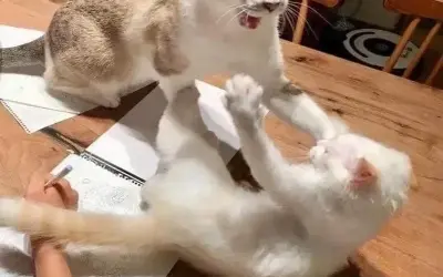 Loạt đánh meme cực hài hước khiến dân mạng cười ngất