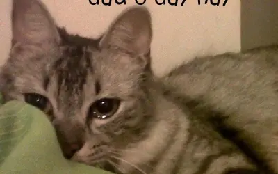 Cười nghiêng ngả với loạt đau ở đây này meme cực vui nhộn