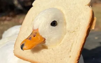 Bộ sưu tập duck meme hài hước khiến ai xem cũng cười